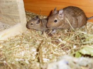 6 Degus zu verkaufen, 2 weibchen, 4 männchen aus Oderberg