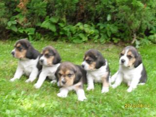 WUNDERSCHÖNE BEAGLEWELPEN SUCHEN EIN ZU HAUSE