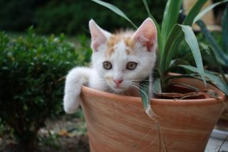 Katzenbabys jetzt sofort abzugeben