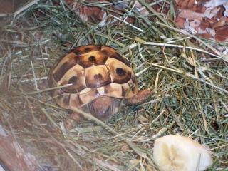 Griechische Landschildkröte zu verkaufen