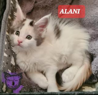 Maine-coon Kitten mit Stammbaum