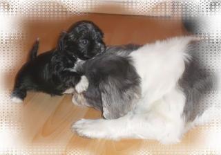 4 Süsse Shih Tzu Welpen abzugeben