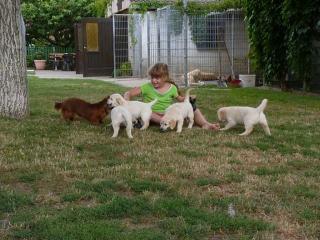 4 Golden Retriever Welpen