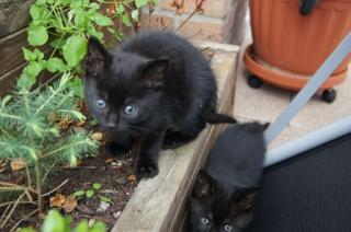 Schwarze Katzenbabys