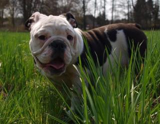 Unsere Wilde Hilde Englische Bulldogge sucht ein neues zu Hause