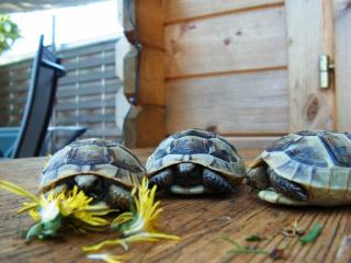 Griechische u. Maurische Landschildkröten