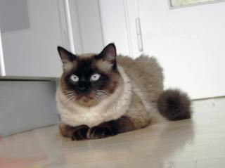 Deckkater der Rasse Ragdoll