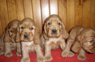 Englische Cockerspaniel aus Liebahberzucht