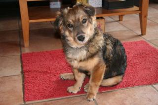 Liebes Hundekind Sammy