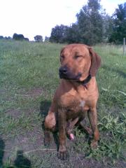 Rhodesian Ridgeback, 12 Monate zu verkaufen in Greifswald