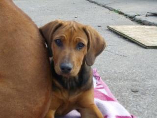 Rhodesian Ridgeback Welpen aus Familienaufzucht