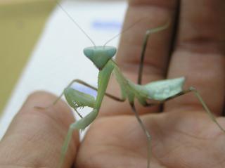 Hierodula Membranacea Indische Riesengottesanbeterin