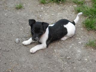 Hübsche tricolor Jack Russellgeschwister reinrassig ohne Papiere