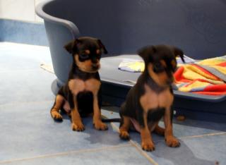 Süße Zwergpinscher Welpen abzugeben