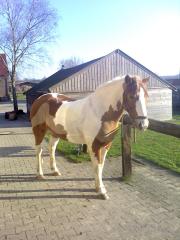 Biete Rb an Haflinger-Pinto Wallach