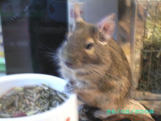 Degu Weibchen gesucht