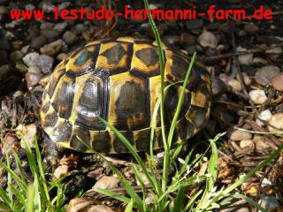 Italienische Landschildkröten Testudo hermanni hermanni Nachzucht 2021