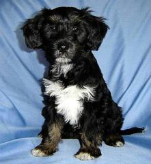 Tibet terrier- welpen