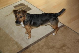 Jack Russell Terrier Deckhund