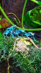 Diverse Nachzuchten verschiedener Dendrobaten Dendrobates Pfeilgiftfrösche Frösche abzugeben.