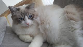 Ragdoll Traumkater sucht neues Zuhause auf Lebenszeit.