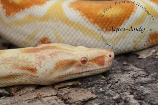 Boa constrictor albino sharp line ab 600, -Euro