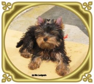 Yorkshire Terrier Welpe Hündin