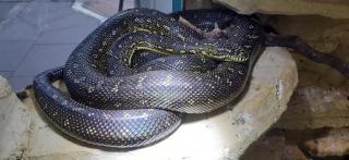 0, 1 Morelia Spilota Spilota Diamantpython NZ 09. 21 1200Euro