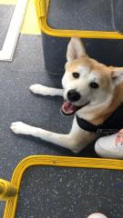 Akita inu sucht eine nette Pflegefamilie