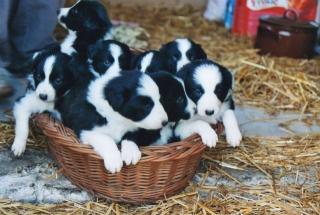 Süße Border-Collie-Welpen suchen neues Zuhause