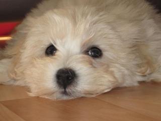 Maltipoo Welpen abzugeben