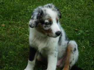 Wunderschöner Australian Shepherd Welpe blue merle