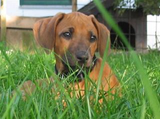 Rhodesien Ridgebackwelpen mit Papieren