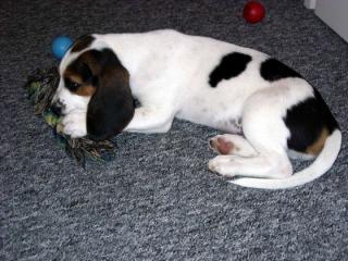 Beagle-Welpe