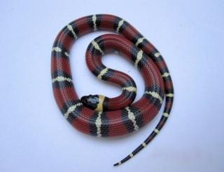 1. 2 Königsnatter Lampropeltis triangulum annulata