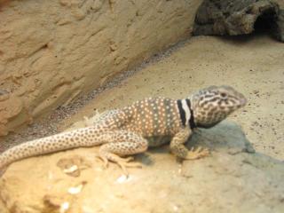 Halsbandleguan Crotaphytus Bicinctores