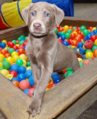 SELTENE silberne Labrador Welpen haben Ihre Köfferchen gepackt