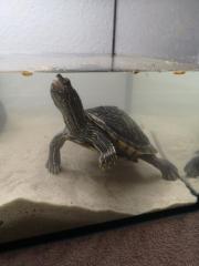 2 Wasserschildkröten zu verkaufen