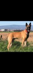 Malinois zum Abgeben