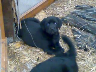 Labrador Mischlings Welpen