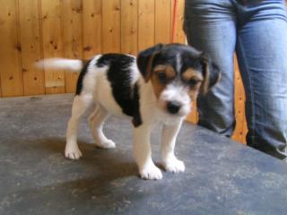 Parson Russell Terrier Welpen