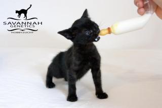 F5 SBT Savannah Kitten Silver Melanistic