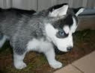 Suche Husky Welpen.