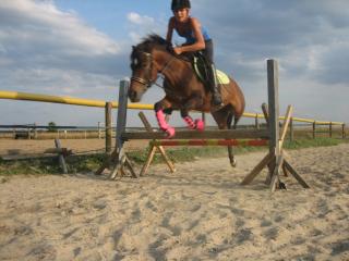 Lewitzer-Mix- Stütchen sucht nette Reitbeteiligung