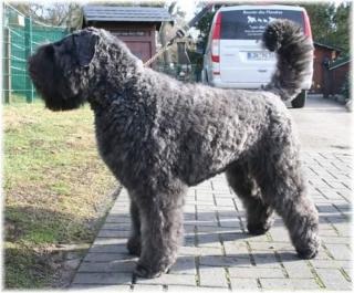 Bouvier des Flandres Welpen