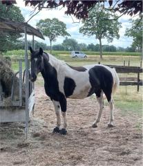 Pferd sucht Reitbeteiligung