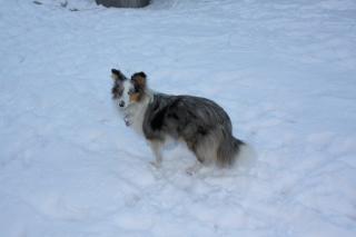 Sheltie Deckrüde tricolor gesucht