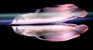 Silber Arowana dt. Gabelbart abzugeben 20cm