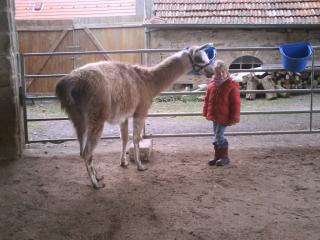 2 Lama - Wallache 1 Junghengst zu verkaufen