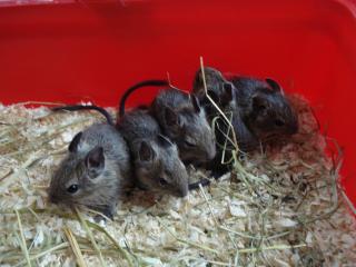 7 DEGU-kids in liebevolle Hände abzugeben